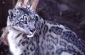 SnowLeopard2